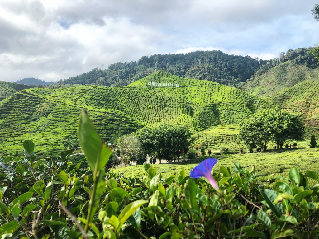 Malajzia za 5 dní – Kuala Lumpur, Cameron Highlands a&nbsp;Penang