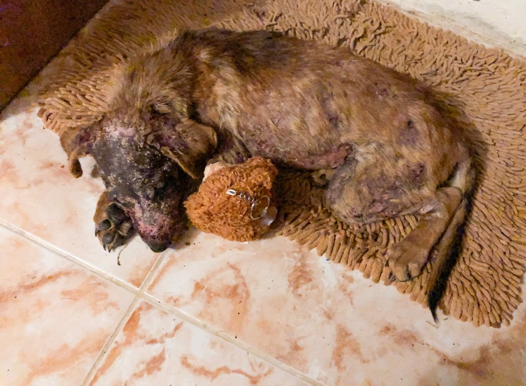 Príbeh o šteniatku Rainbow nájdenom vo veľmi zlom stave na thajskej pláži alebo to, prečo som na mesiac zrušila všetky svoje cestovateľské&nbsp;plány