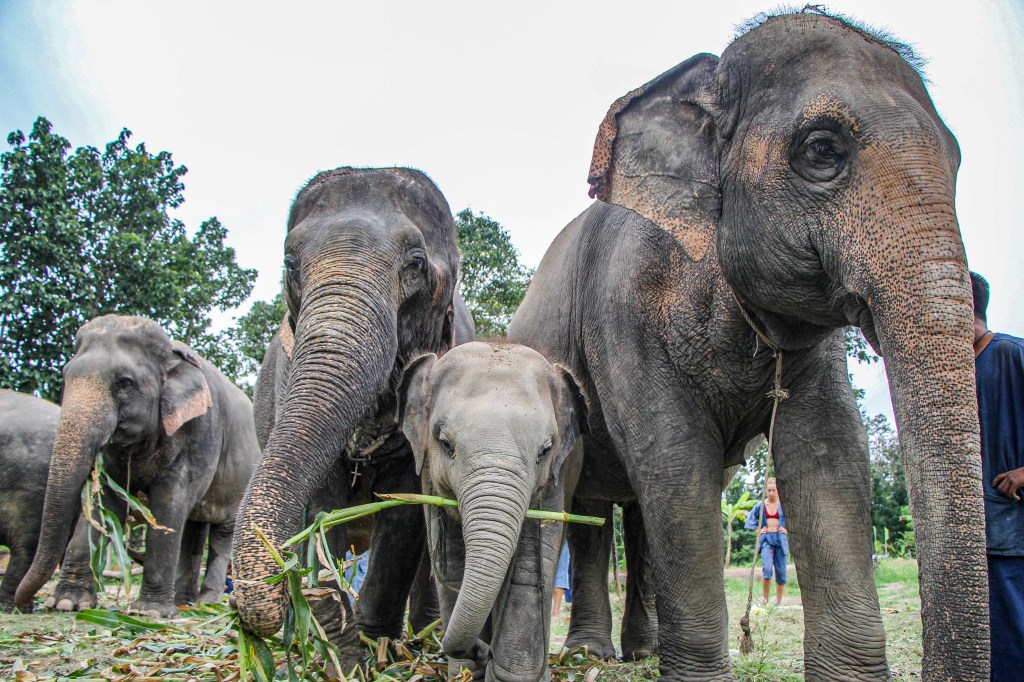 Prečo majú slony v Ázii ťažký život a môj mesiac strávený v slonej rezervácii v&nbsp;Thajsku