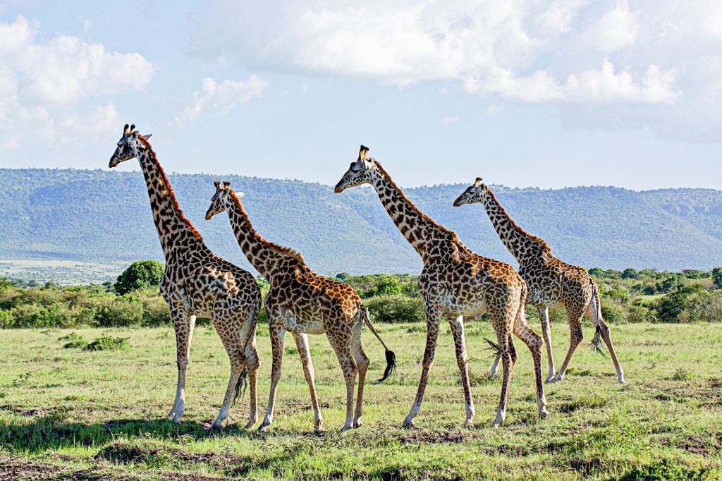 Keňa – To najlepšie zo&nbsp;safari